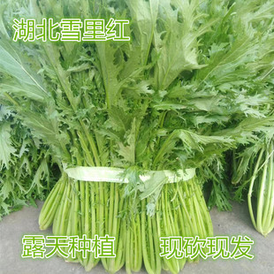湖北现摘现发新鲜应季蔬菜雪菜雪菜精选新鲜雪里红农家自种