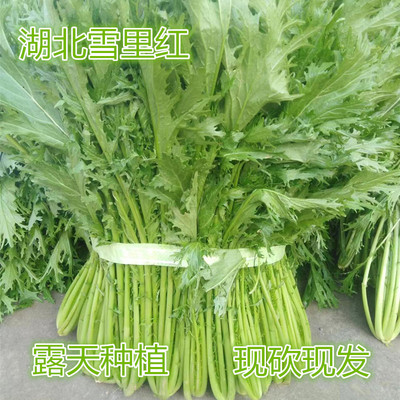 湖北现摘现发新鲜应季蔬菜雪菜雪菜精选新鲜雪里红农家自种