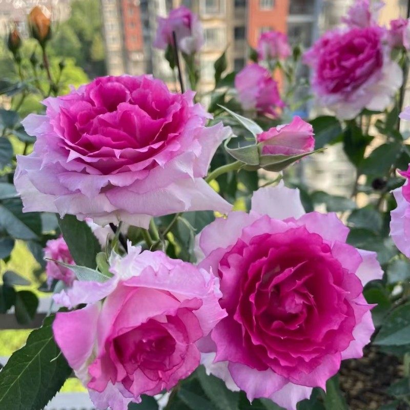 【天方夜谭】月季花苗大花浓香玫瑰开花紫色四季盆栽无刺花卉植物,鲜花速递/花卉仿真/绿植园艺,月季/蔷薇/玫瑰,淘宝优惠券,粉丝福利购,淘宝优惠卷