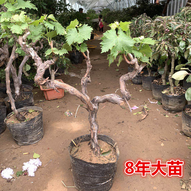 特大阳光玫瑰葡萄树苖无核巨峰盆栽南北方种植地栽耐寒爬藤树果苗