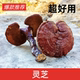 正品 紫灵芝长白山赤灵芝整只支灵芝个子