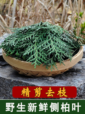 新鲜侧柏叶侧伯叶野生扁柏叶