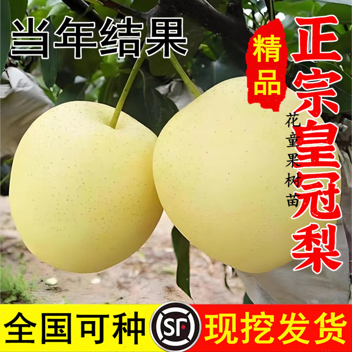 皇冠梨苗南北方种植耐寒特大糖梨树果苗盆栽地栽嫁接早熟当年结果