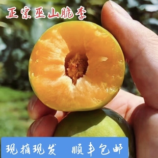 正宗巫山脆李曲尺黄心李脱骨空心李子新鲜水果顺丰包邮
