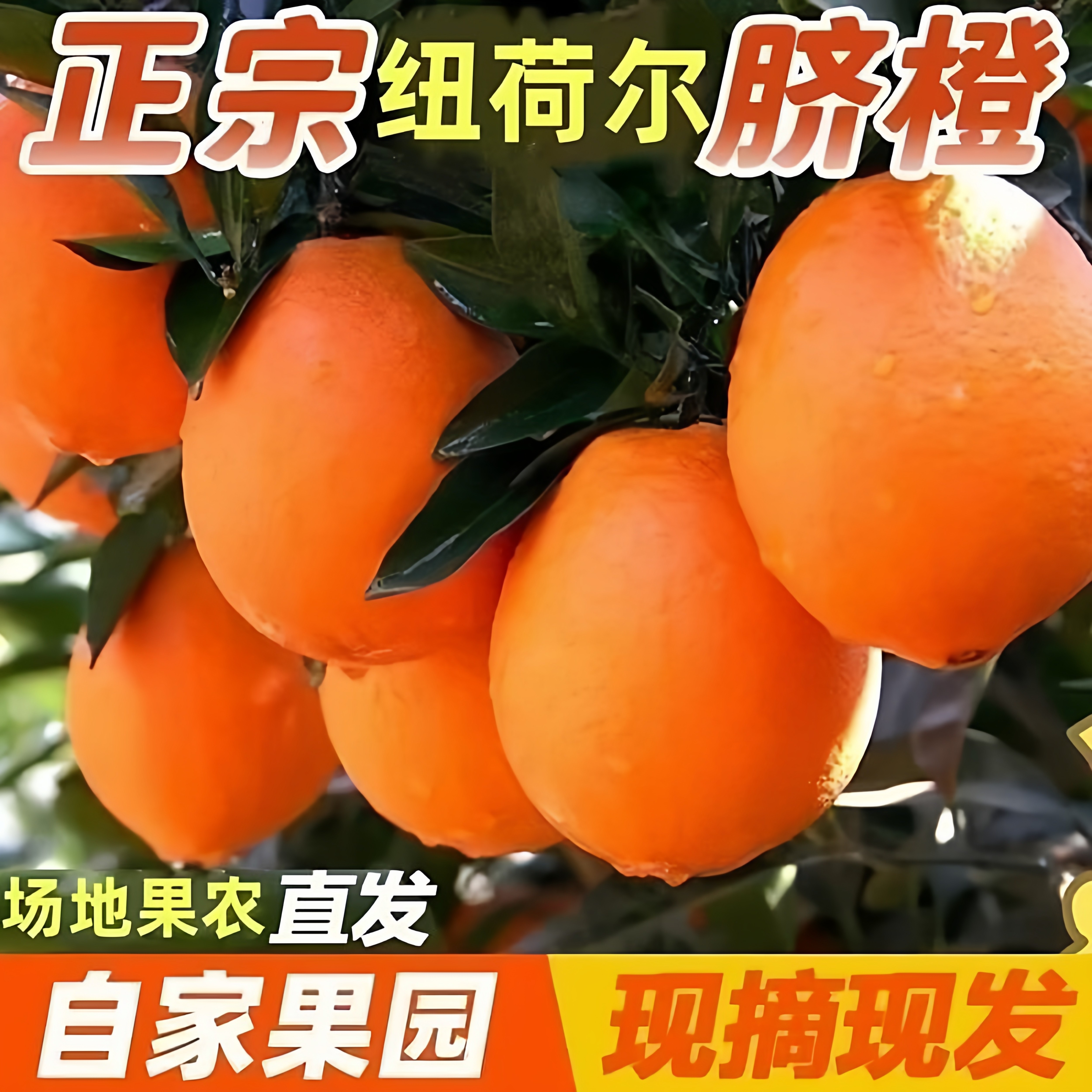 清江纽荷尔九斤大果包邮长虹圆红秭归脐橙新鲜水果橙子甜柑橘,水产肉类/新鲜蔬果/熟食,橙,淘宝优惠券,粉丝福利购,淘宝优惠卷