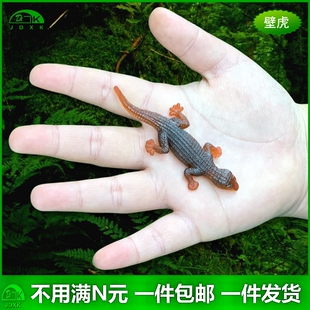 仿真蜥蜴壁虎娃娃鱼四脚蛇迷你小号微型儿童玩具整蛊整人动物模型
