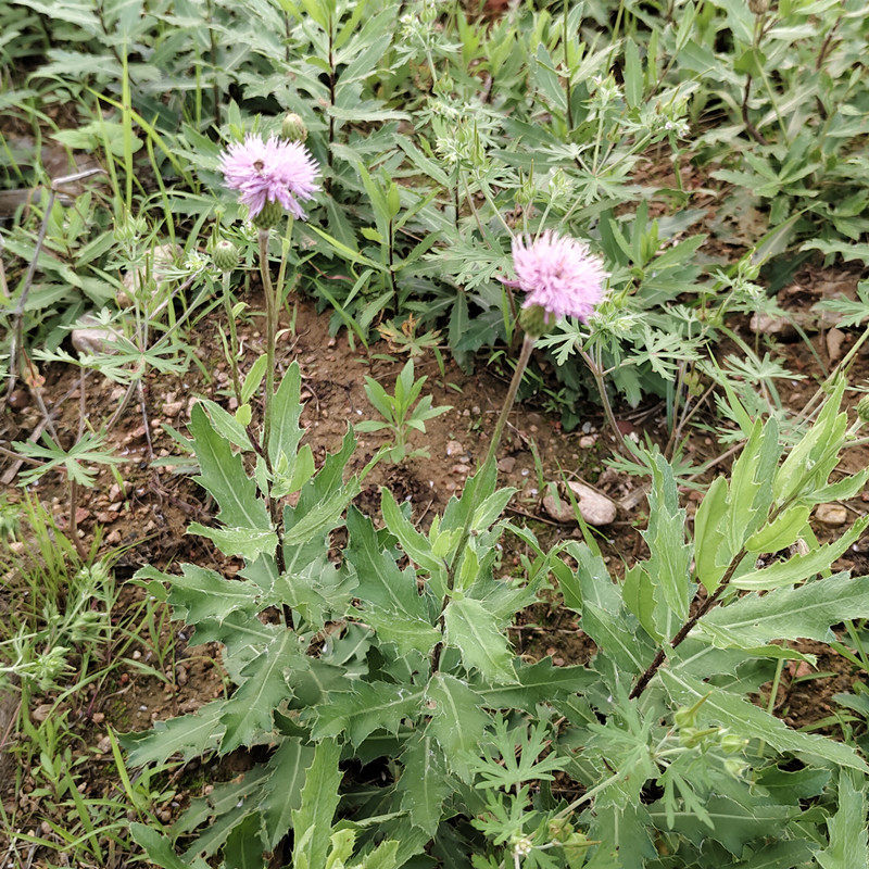 天然新鲜现摘小蓟全草萋萋菜七七芽蓟蓟草刺儿菜刺角芽食用野蔬菜