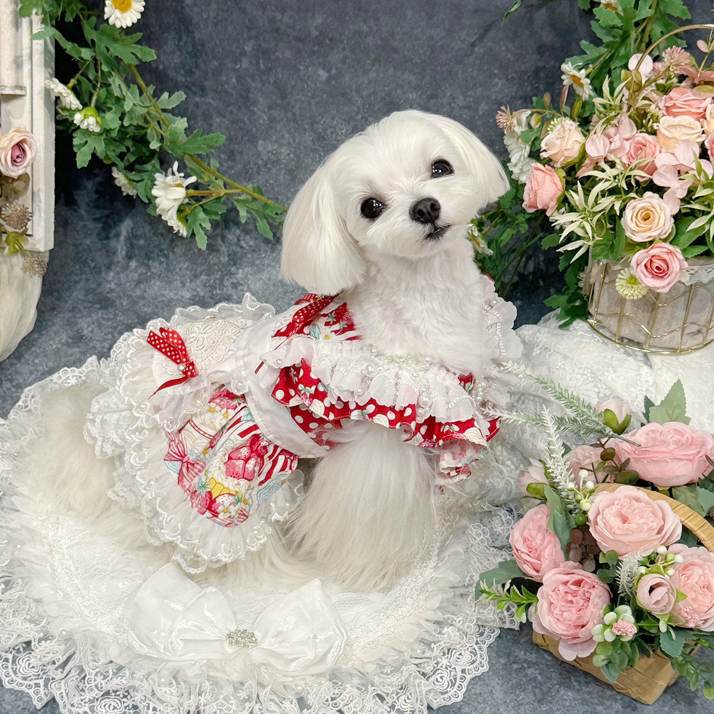 宠物狗蛋糕裙泰迪比熊博美秋衣服