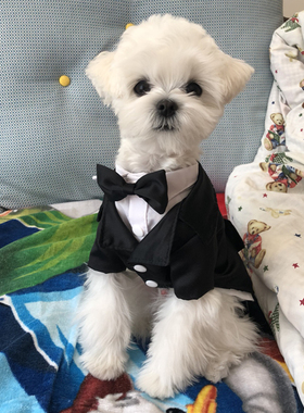 黑色英伦西装两件套宠物西装泰迪帅气西装礼服燕尾服狗衣服猫西装