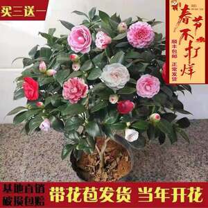 茶花树苗包邮价格 茶花树苗包邮图片 星期三