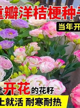 进口重瓣洋桔梗花种子四季播种开花易活花卉种孑室外花种籽子大全