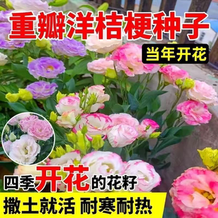 进口重瓣洋桔梗花种子四季播种开花易活花卉种孑室外花种籽子大全