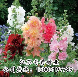 蜀葵花种子一丈红种子重瓣蜀葵种子多年生耐寒室外庭院易活花种子