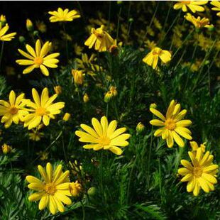 金光菊种子黄金菊种子永生菊种子多年生花草种子四季易活花种籽子