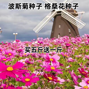 波斯菊种子格桑花花种籽子野花组合四季播种开花庭院室外易活花籽