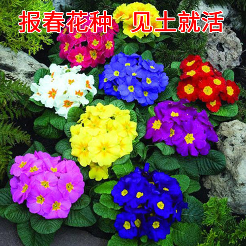 报春花种子价格 报春花种子图片 星期三