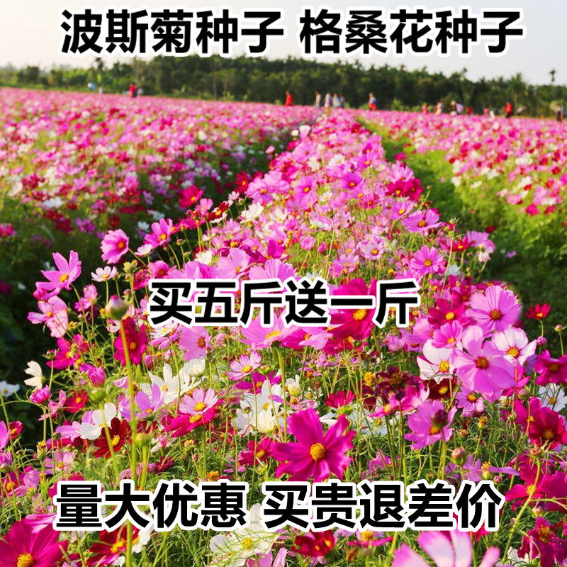 波斯菊花种子格桑花野花组合种子