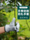 花园修剪 采购产品防刺防水手套 玫瑰 花卉种植 玫瑰花 园艺