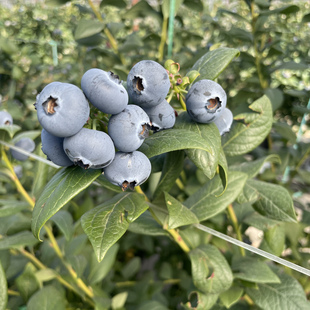 云南高山L25脆甜花香蓝莓新鲜高端孕妇当季 水果浆果宝宝辅食空运