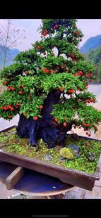 金北欧新款 上市加湿造型优质吸甲醛招财精品防辐射弹子带盆大叶