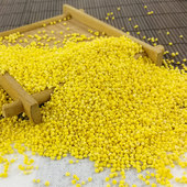 糯小米黏糯黄米 新米大黄米 黏黄米 棕子年糕黍子米东北粘豆包