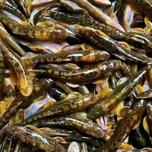 小溪鱼新鲜湖哒鱼爬石鱼新鲜冷冻石趴子山坑鱼包邮