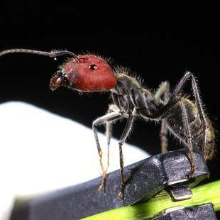 红头弓背蚁茧 中华弓背蚁茧 红黑细长蚁蛹 须提前预约