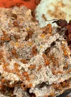 atta C巨首芭切叶蚁1后200+工带菌顺丰包邮