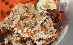 atta C巨首芭切叶蚁1后200+工带菌顺丰包邮