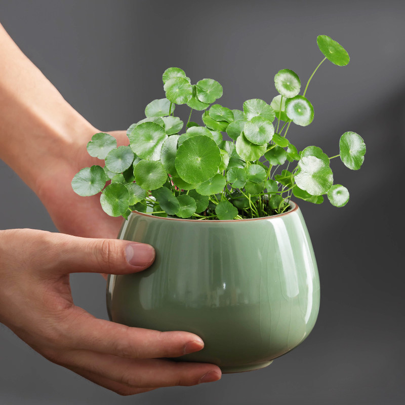 铜钱草水培盆栽四季好养花卉客厅桌面绿植水养金钱草办公室内植物