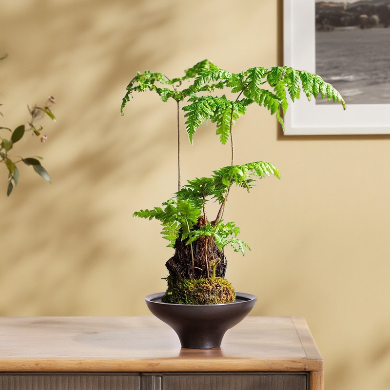 苔藓球水培器皿蕨类绿植花盆中式陶瓷禅意室内阳台桌面盆栽摆件