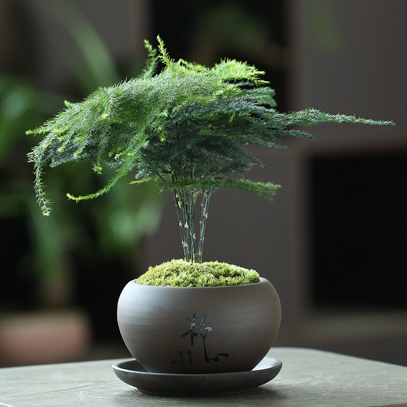 文竹盆栽室内绿植物办公室好养云竹苔藓中式客厅禅意紫砂盆景摆件