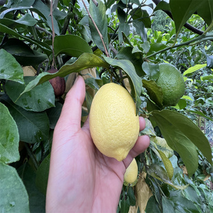 安岳黄柠檬 自家果园 新鲜现摘 产地直发 不打蜡 不浸保鲜剂 包邮