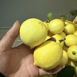 正宗安岳黄柠檬老树老品种新鲜现摘不打蜡不浸保鲜剂产地直发包邮