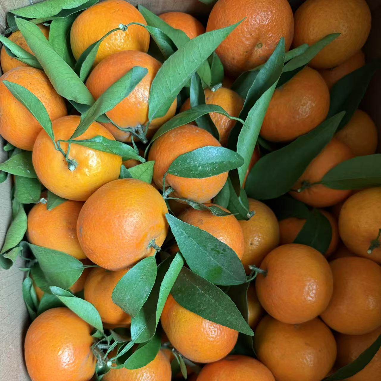 四川沃柑 新鲜现摘 不打蜡 不浸保鲜剂 自家果园 安岳直发  包邮,水产肉类/新鲜蔬果/熟食,桔子,淘宝优惠券,粉丝福利购,淘宝优惠卷