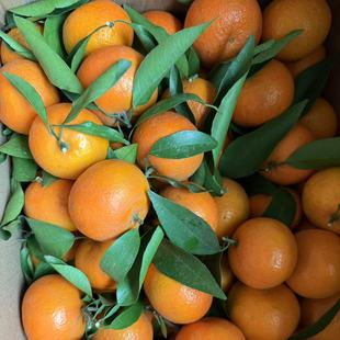 四川沃柑 新鲜现摘 不打蜡 不浸保鲜剂 自家果园 安岳直发  包邮