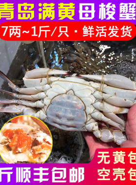 梭子蟹红膏蟹新鲜母蟹青岛