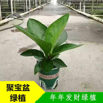 聚宝盆鸟巢花烛大叶子盆栽网红金叶子常绿植物室内客厅喜阴吸甲醛