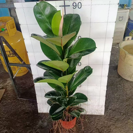 花叶观叶绿黑金刚橡皮树苗盆栽绿植好养易活四季常青室内阳台客厅