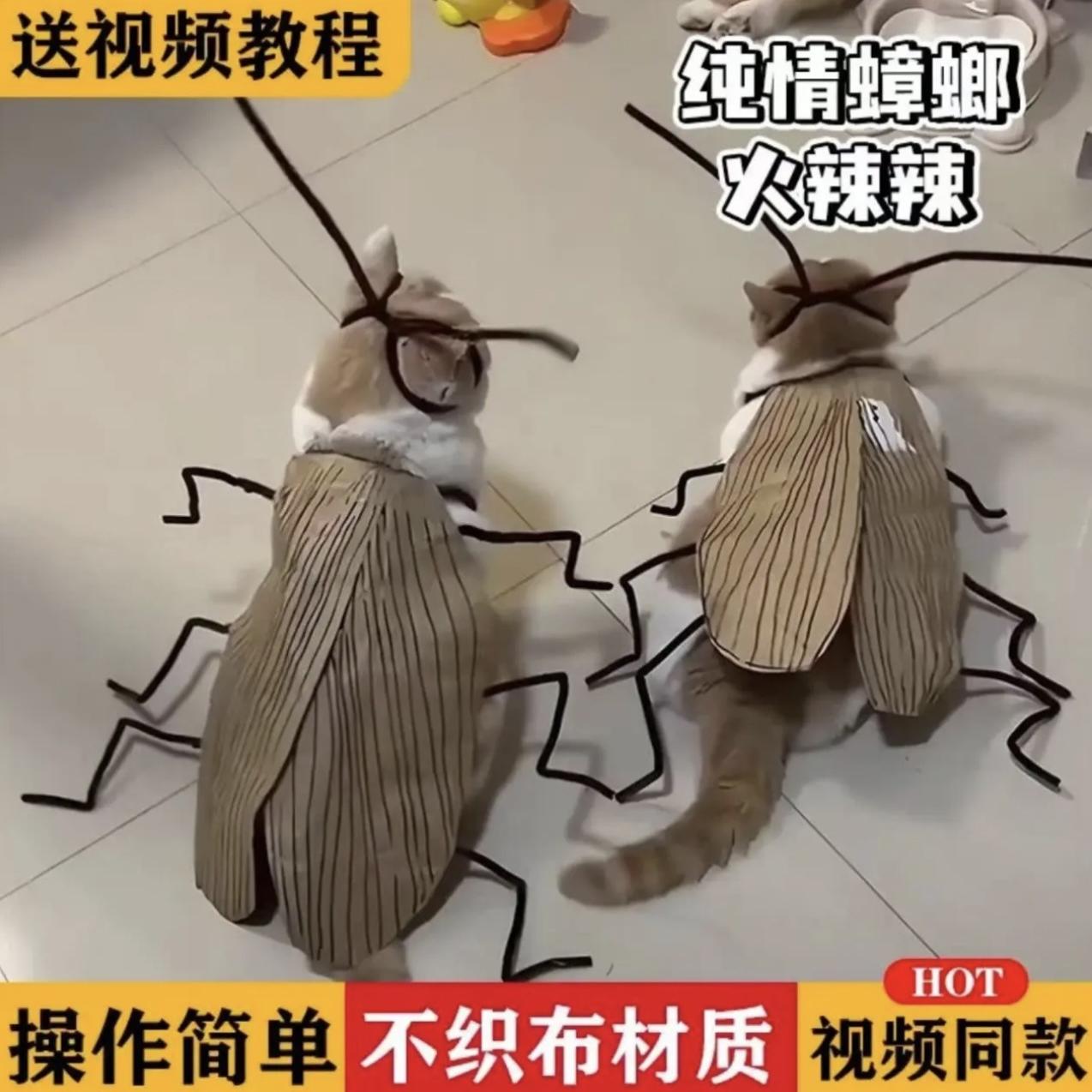 纯情蟑螂火辣猫咪蟑螂服diy猫猫