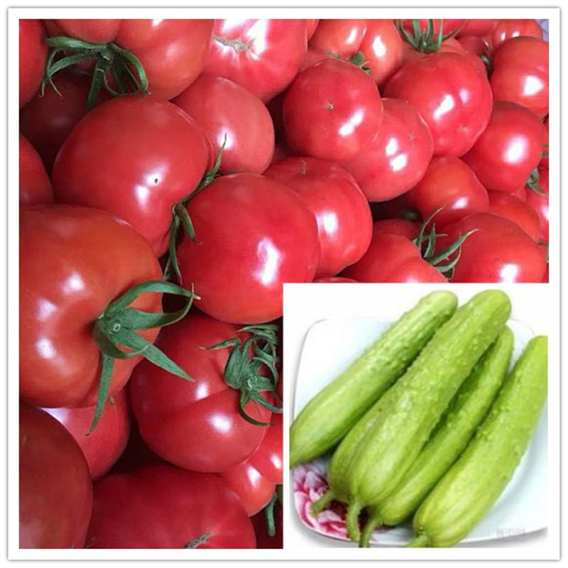 山东海阳白玉黄瓜普罗旺斯西红柿沙瓤有籽水果混装新鲜4.5斤包邮