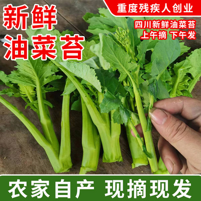 都江堰农家菜园油菜尖新鲜蔬菜油菜苔绿芸苔油菜苗小油菜一件包邮