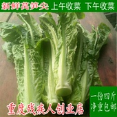 包邮 都江堰农家菜园 新鲜时令蔬菜莴笋尖凤尾莴笋叶农民自产自销