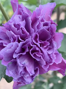 重瓣紫玉木槿花苗盆栽阳台蓝紫色花卉植物室内日本可食用四季好养