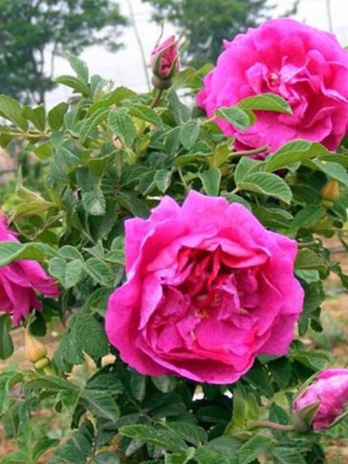 食用玫瑰花苗平阴玫瑰大马士革盆栽室内阳台庭院四季开花浓香植物