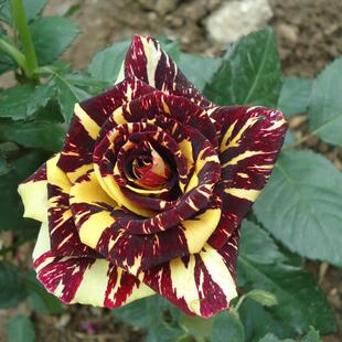 庭院植物盆栽花卉 月季苗 流星雨月季复色大花耐寒耐热多变色月季