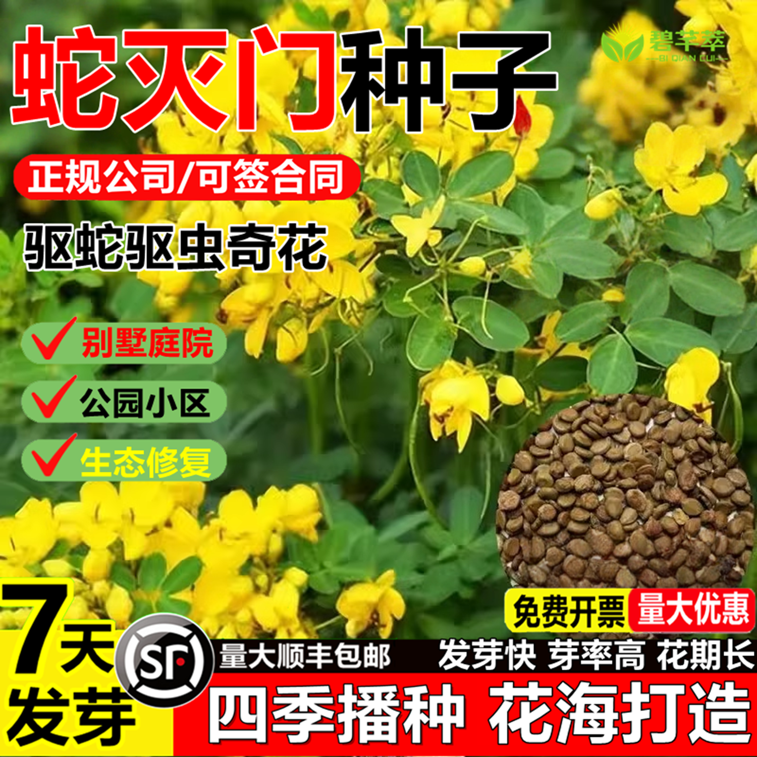 蛇灭门种子四季种植望江南野决明凤仙花蛇倒退防蛇驱蛇植物草种籽