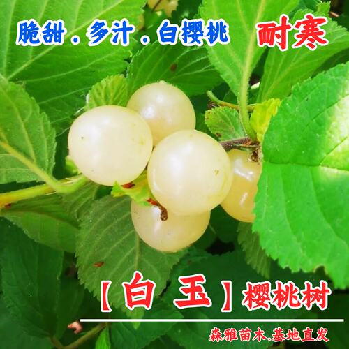 白玉毛樱桃树苖野山苗耐寒