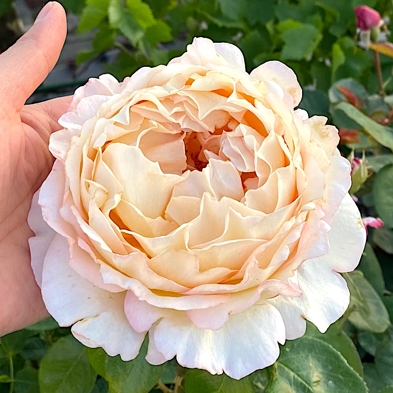 奶油伊芙 阳台盆栽月季庭院内地栽耐旱耐寒抗病勤花切花玫瑰