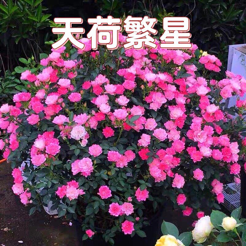天荷繁星月季微型灌木多头多季开迷你玫瑰荷花型阳台庭院花卉